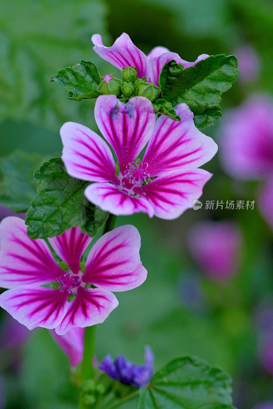 通常是Mallow / Malva Mauritiana / Malva Sylvestris